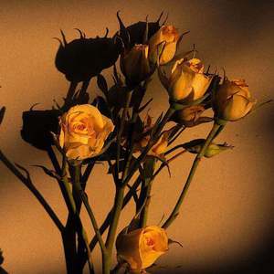 搡BBB摸BBB摸BBBwww
